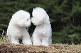 BICHON FRISE 475